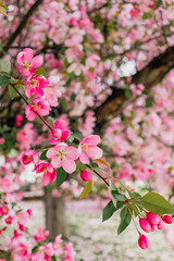 Pink floral background. Crab apple flower.