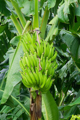 Obraz premium Régime de bananes en Martinique.