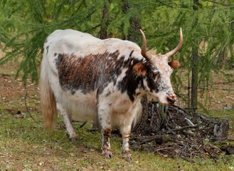 Russia. Western Sayan. The Republic of Buryatia. An unusual cow with long hair and large horns (a hybrid of a cow and a yak cross) grazes among a forest of larches.