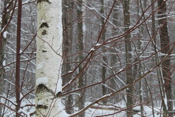 winter birch