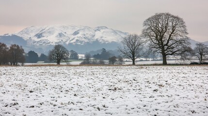Naklejka premium Snowy field, winter trees, mountains, overcast sky, landscape