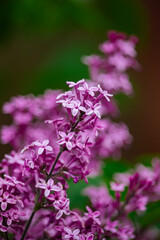 Purple lilac close-up.