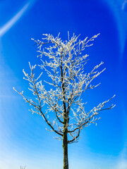 Defrost tree on blue sky. Ice melting on branches.