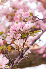 Cherry blossom branch with pink flowers.