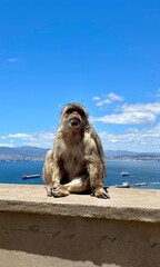 monkey in Gibraltar