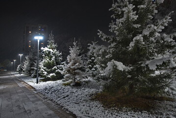 Novokuznetsk, Russia. November 01, 2024. A picturesque view of the sprawling fir trees of the city...