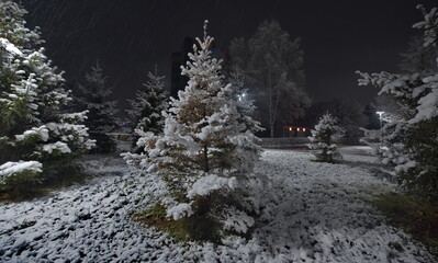Novokuznetsk, Russia. November 01, 2024. A picturesque view of the sprawling fir trees of the city...
