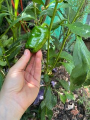 Hand Holding Green Bell Pepper on the Plant - M&atilde;o segurando piment&atilde;o verde ainda na planta