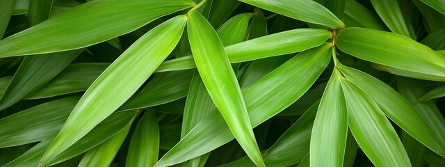 Obraz premium Green bamboo leaves. Eco material. Sustainable bamboo and natural resource concept. Imagen for environmental content. Banner with copy space.