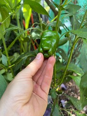 Hand Holding Green Bell Pepper on the Plant - M&atilde;o segurando piment&atilde;o verde ainda na planta