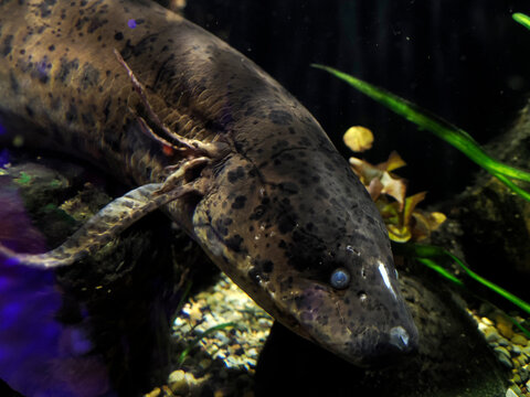 West african lungfish Protopterus annectens underwater portrait