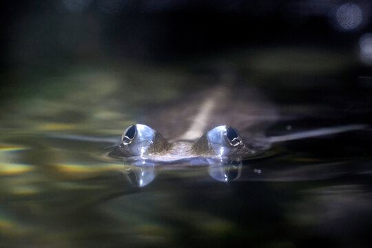 Largescale foureyes anableps anablepsfish portrait