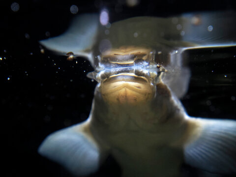 Largescale foureyes anableps anablepsfish portrait