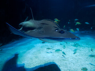 Sand shark underwater coming to you