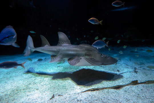 Sand shark underwater coming to you