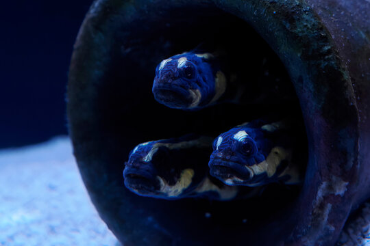 engineer goby fish underwater close up
