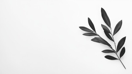 Fototapeta premium minimal black and white olive branch on a white background