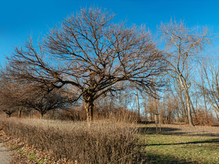 Spring landscape in the park, trees without leaves, blue sky and branches