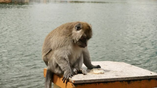 Macaque monkey at the sacred lake on the island of Mauritius