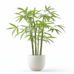 A vibrant green bamboo plant in a sleek white pot, adding a touch of nature and freshness to any indoor space.