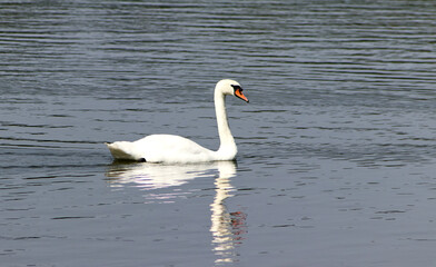 Fototapeta premium Adult swan on water surface. Swan on the pond. A flying swan. A large water bird. Beautiful bird, pond, summer.