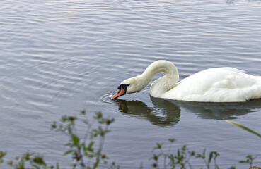 A swan floating on a lake. Swan with bowed head and beak underwater. Swan flying right to left.