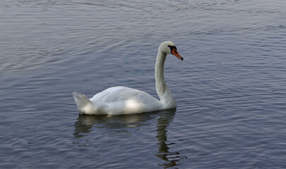 Adult swan on water surface. Swan on the pond. A flying swan. A large water bird. Beautiful bird, pond, summer.