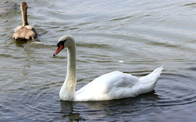 Naklejka premium together, birdwatching, neck, birds, outdoors, grey, elegant, animals, family, environment, portrait, head, background, young swans, ornithology, mute swans, beauty, beautiful, outdoor, summer, travel
