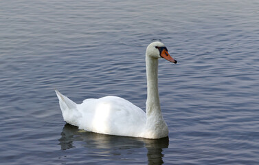 Adult swan on water surface. Swan on the pond. A flying swan. A large water bird. Beautiful bird, pond, summer.