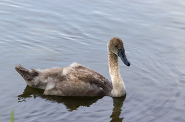 Baby swan floating on water surface. A young swan swimming on the surface of a natural lake. the young of a large water bird. Calm bird, romantic, young.