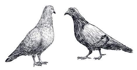 Sketch of two pigeon birds, realistic hand drawing, vector illustration isolatd on white