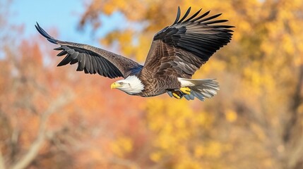 Obraz premium Bald Eagle flying. bird of prey against autumn background, Mountain View sky and tree, yellow grass and forest
