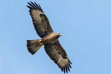 Fototapeta premium Bald Eagle flying. bird of prey against autumn background, Mountain View sky and tree, yellow grass and forest