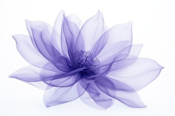 a delicate and translucent purple flower on a white background