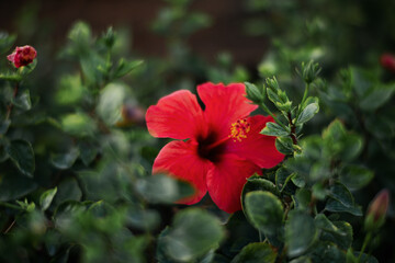 The hibiscus flower close up