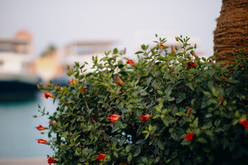 The hibiscus flower in front of the sea