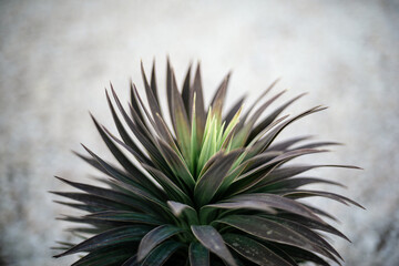 The perfect form of the leaves of the plant