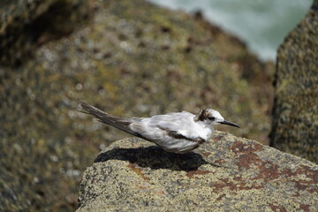 The white-fronted tern (Sterna striata), also known as tara, sea swallow,black-billed tern, kahawai...