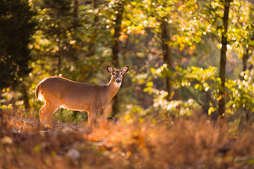 Deer in Autumn