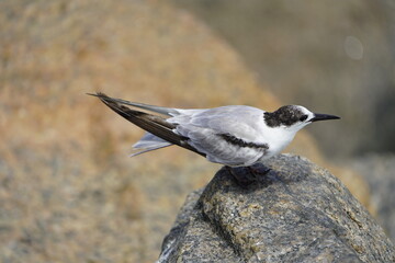 The white-fronted tern (Sterna striata), also known as tara, sea swallow,black-billed tern, kahawai bird, southern tern, or swallow tail, was first described by Johann Friedrich Gmelin in 1789. Brazil