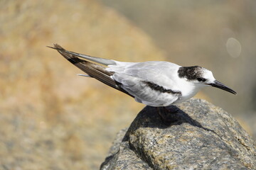 The white-fronted tern (Sterna striata), also known as tara, sea swallow,black-billed tern, kahawai...
