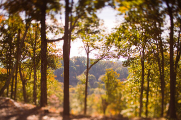 Obraz premium Nature at sunset