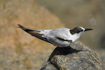 The white-fronted tern (Sterna striata), also known as tara, sea swallow,black-billed tern, kahawai bird, southern tern, or swallow tail, was first described by Johann Friedrich Gmelin in 1789. Brazil
