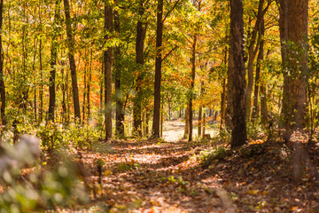 Obraz premium Nature at sunset