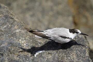 The white-fronted tern (Sterna striata), also known as tara, sea swallow,black-billed tern, kahawai...