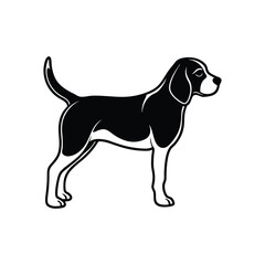 beagle dog on white background