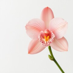 Obraz premium gentle pink orchid blossom on a white background