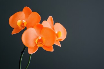 vibrant orange orchid flowers on a dark background