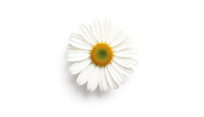 Obraz premium top view of the chamomile head bud isolated on a white background. concept - decoration, gift, floristry, postcard, health, herbal. Space for text, copyspace