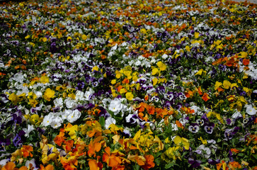 Obraz premium background of pansies flowers all over the photo space is a good background for holiday cards